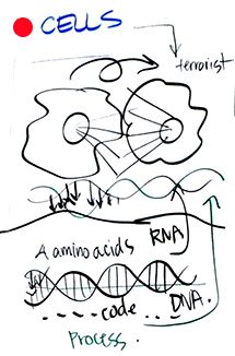 4Cells - Business Models & Mental Models