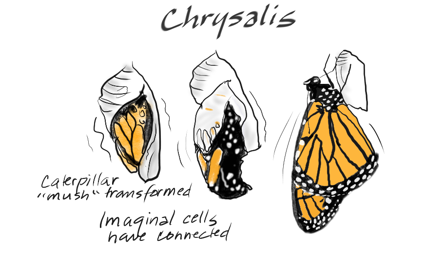 chrysalis1